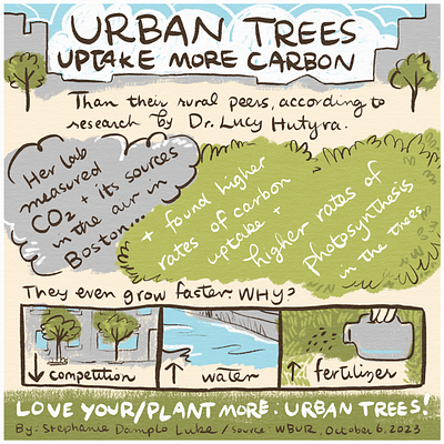 Urban Trees Infographic boston carbon mitigation climate change handdrawn illustration infographic science illustration treehugger trees urban trees