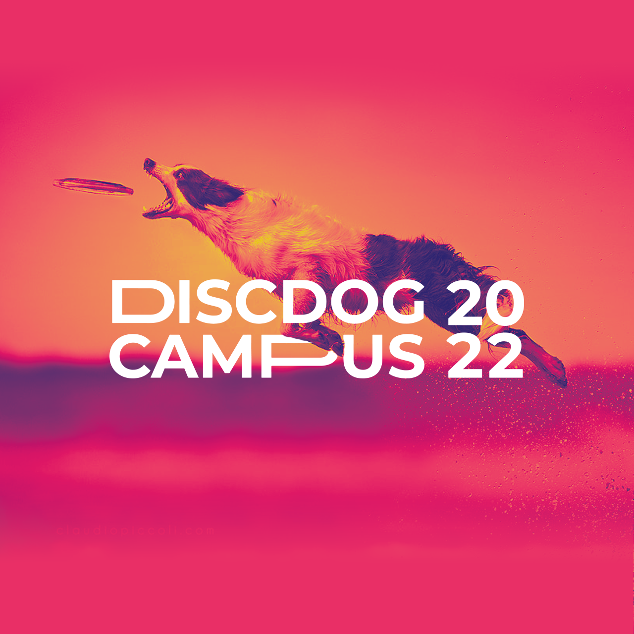 Discdog Campus | Branding - Social Media
