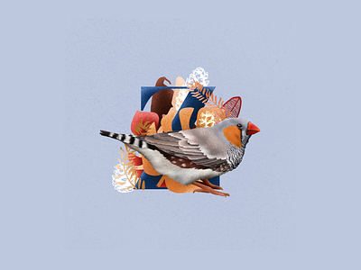 Zebrafinch Bird Z 36 days 36 days of type 36daysoftype animal art animal illustration bird art bird illustration brand identity childrens book childrens illustrations childrens illustrator design illustration illustrations illustrator lettering design wildlife wildlife art wildlife illustration zebrafinch