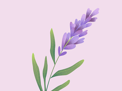 Lavender Illustration floral illustration lavender