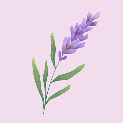 Lavender Illustration floral illustration lavender