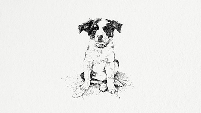 Dog Sketch drawing ink ink drawing pen drawing sketch
