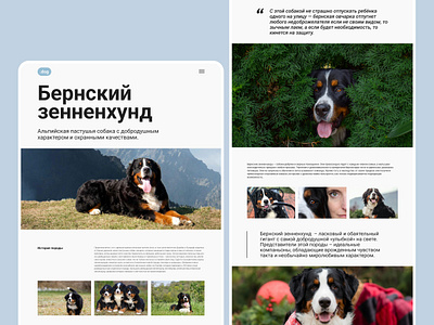 Longread design Bernese Mountain Dog design landing ui