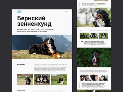 Longread Bernese Mountain Dog design ui