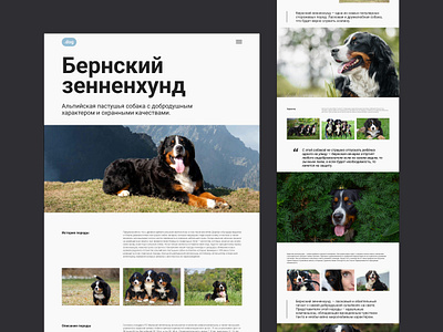 Longread Bernese Mountain Dog design ui