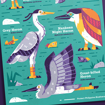Herons in the Philippines biodiversity bird illustration birds fauna flora food illustration heron nature philippines poster illustration vector illustration