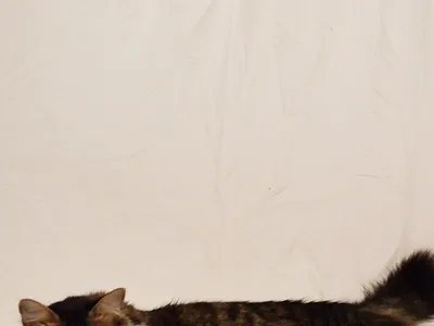 Bubulubu - Nintendo Campaign advertising branding campaing design graphic design marketing vector video