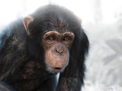 CGI Chimp 3d 3d animation after effects animals animation c4d cgi character animation chimp cinema 4d forest graphic design jungle lighting maya mograph monkey motion graphics realistic vfx