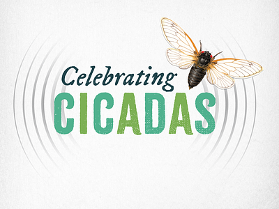 Celebrating Cicadas Museum Exhibition animals branding chicago cicadas entomology exhibition illinois insects logo design midwest museum nature noise science scientific illustration sound effects type design typography vibrations wildlife