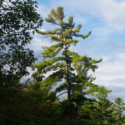 Wind Swept Pine Tree majestic windswept pine tree