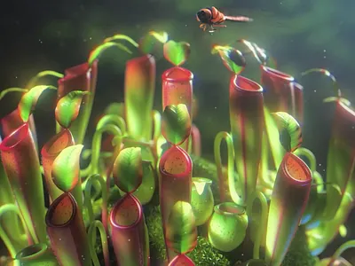 Carnivorous planet B 3d after effects animation c4d carnivorous plants cgi cinema 4d dragonfly green minimal mograph motion graphic nature plants vfx