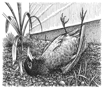Dead Robin animals art artist artwork bird drawing hand drawn illustration ink