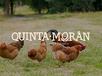Quinta Morán - Organic Eggs branding graphic design logo