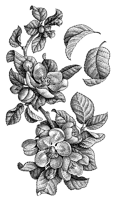 Apple blossom apple black and white blossom engraving illustration scratchboard woodcut