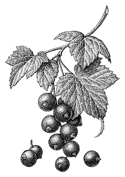 Black currant black and white black currant botanical engraving illustration scratchboard woodcut