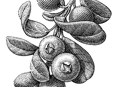 Cranberry black and white botanical cranberry engraving illustration scratchboard woodcut