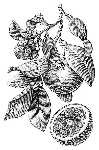 Grapefruit black and white botanical engraving grapefruit illustration scratchboard woodcut