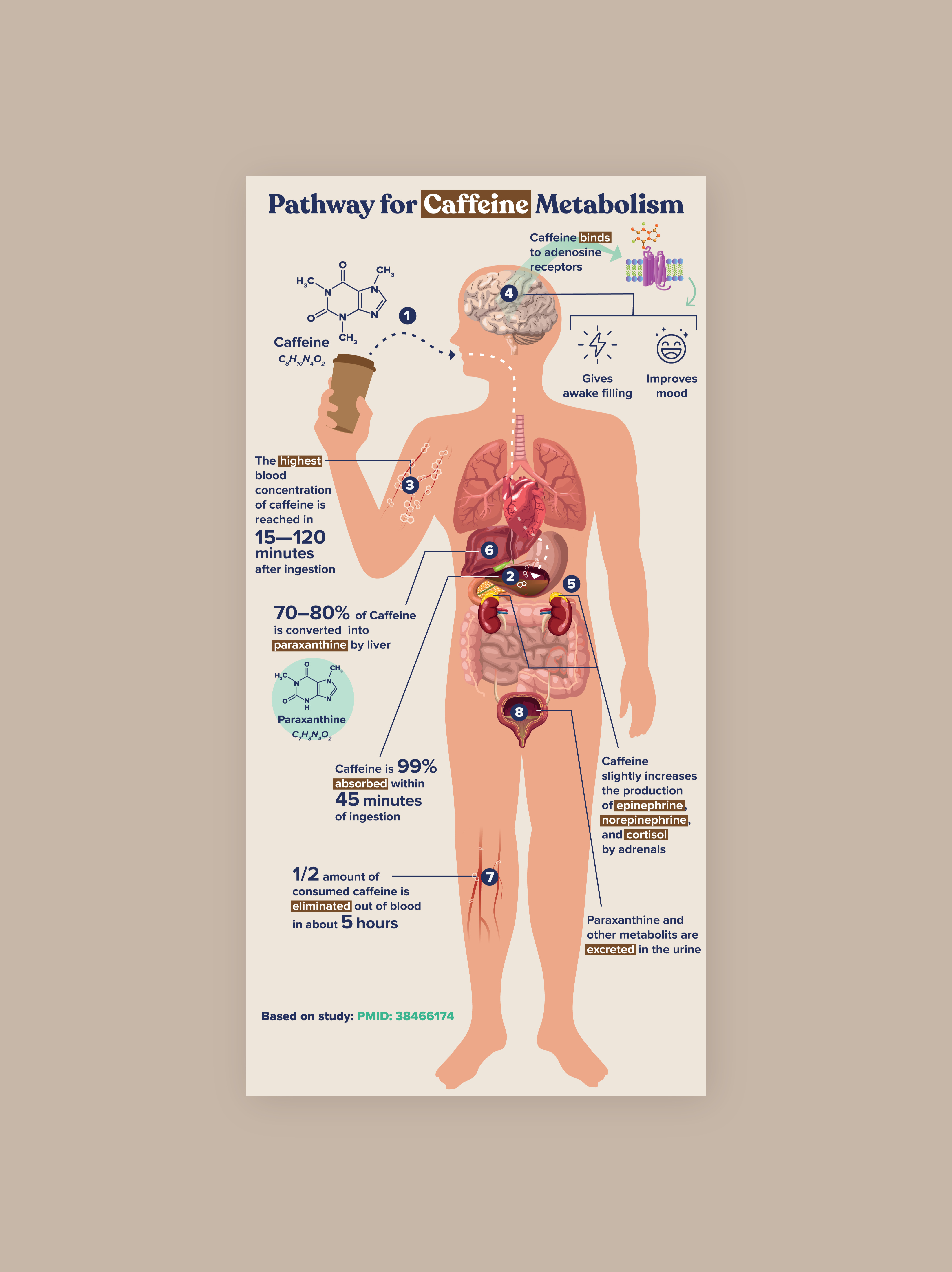 Caffeine Metabolism Infographic caffeine caffeine metabolism caffeine pharmacodynamics coffee coffee metabolism infographic infographic design infographics metabolism