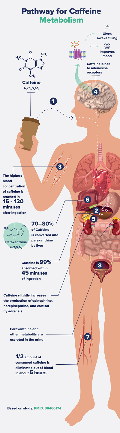 Infographics about Caffeine Metabolism caffeine caffeine metabolism caffeine pharmacodynamics coffee coffee metabolism infographic infographic design infographics metabolism