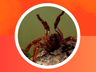 DAILYUI 006/ WebChat dailui dailyui dailyui 006 funny graphic design profile profile picture social media social media profile spider spiders tarantula