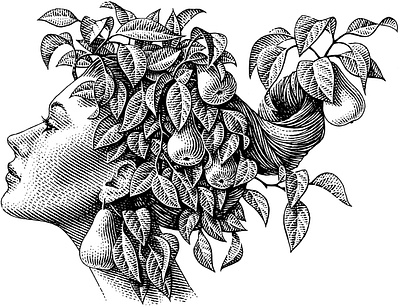 Pear black and white botanical engraving girl illustration pear scratchboard woodcut