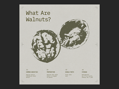 Walnuts Poster graphic design grig minimalism nuts poster walnuts