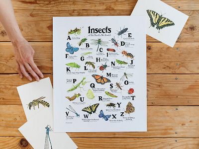 ABC Insects of the Pacific Northwest Print abc school poster art for kids room bee illustrations biology poster bug illustrations damselfly illustration education illustration entomology art garden illustration handlettered abc insects of the pacific northwest monarch butterfly illustration nursery art oregon illustrator outdoors art pacific northwest illustration portland illustrator praying mantis illustration watercolor insect illustrations