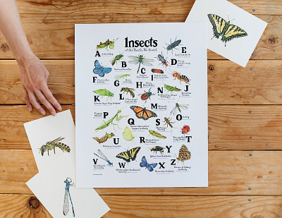ABC Insects of the Pacific Northwest Print abc school poster art for kids room bee illustrations biology poster bug illustrations damselfly illustration education illustration entomology art garden illustration handlettered abc insects of the pacific northwest monarch butterfly illustration nursery art oregon illustrator outdoors art pacific northwest illustration portland illustrator praying mantis illustration watercolor insect illustrations
