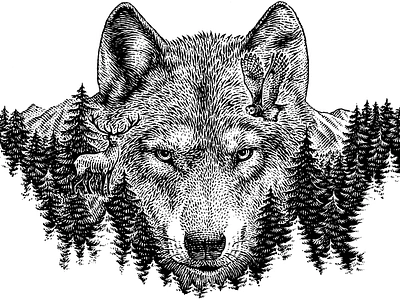 Siberian Wolf animal black and white engraving forest illustration scratchboard wolf woodcut