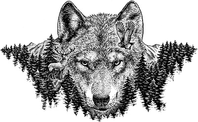 Siberian Wolf animal black and white engraving forest illustration scratchboard wolf woodcut