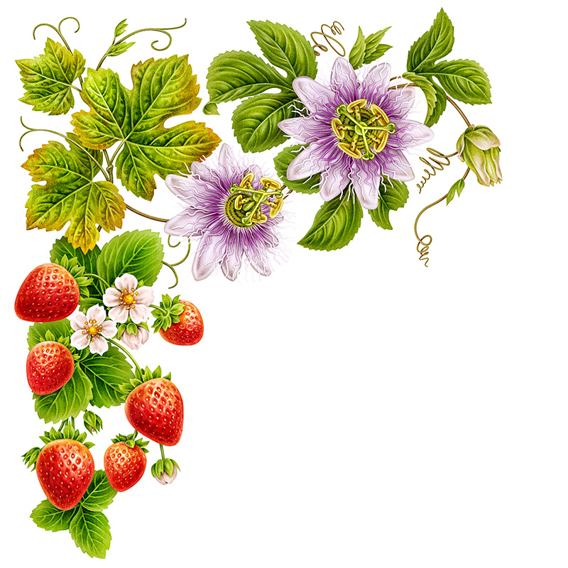 Darbo OOH campaign 2023 - detail adv adv campaign advertising big format botanical botanical illustration digital drawing fruit fruit illustartion handmade illustrated adv campaign illustrated label illustration jam label naturalistic ooh ooh campaign photoshop
