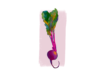 Beet beet drawing food herbs nut procreate quick sketch