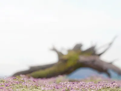 Naturmiljöer uppbyggda i Blender