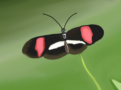 Digital painting butterfly digital painting photoshop