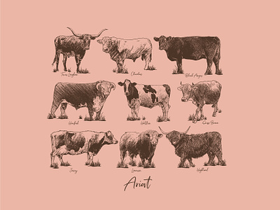 Cow Chart breeds cattle cow cowboy dairy drawing farm graphic design illustration ranch tee shirt western