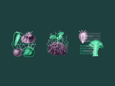 Spot Illustration Icons branding broccoli charts collage crops data farm farming future graphs green measurement plants potential purple results sprout strawberry