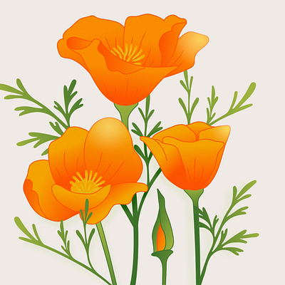 Golden Poppy - Earth Day 2024 after effects animation earthday flower gif golden poppy illustration motion graphics plant vector