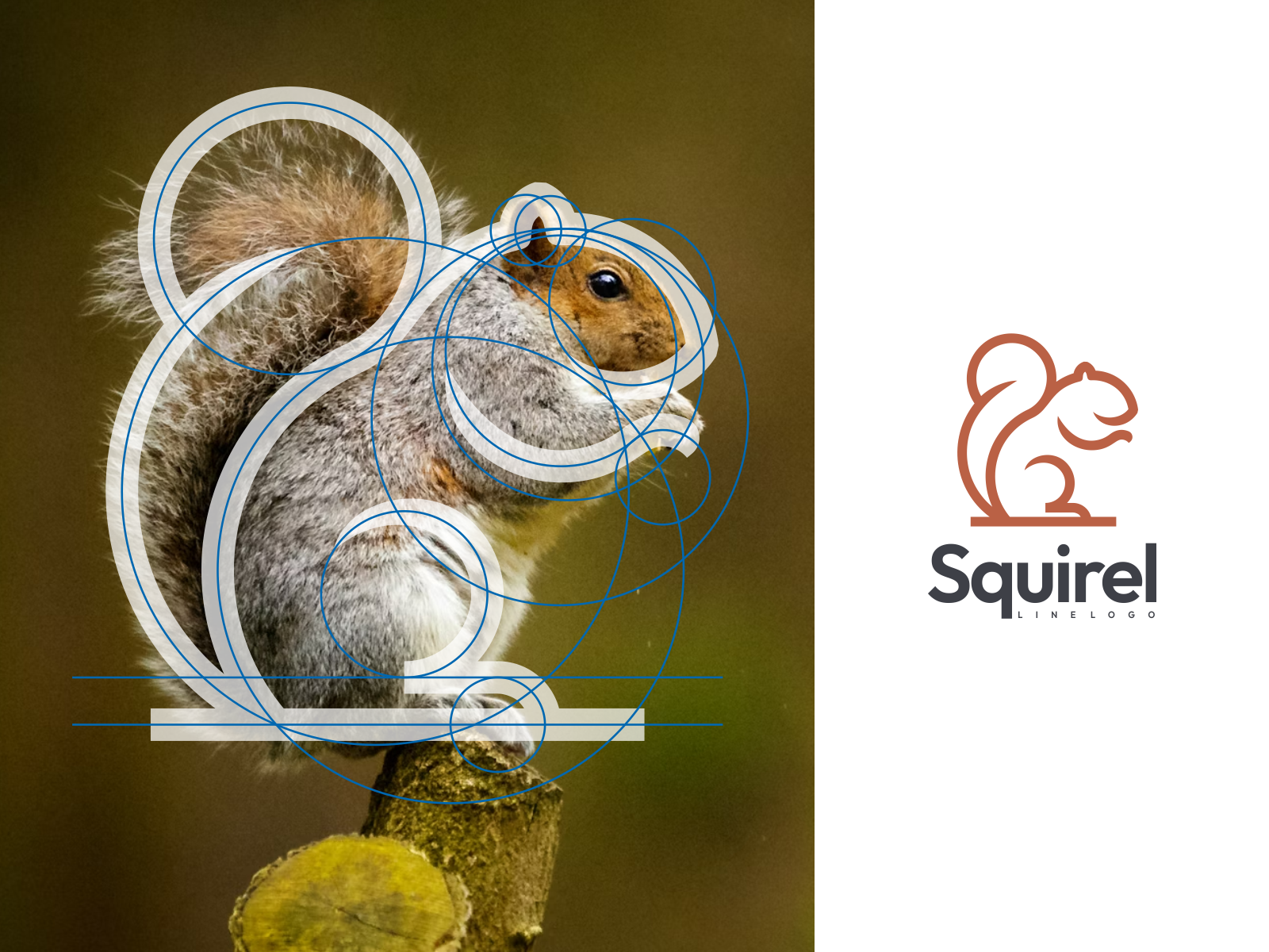 Squirel Line Logo by MAXSTRIM_GRAPICH on Dribbble