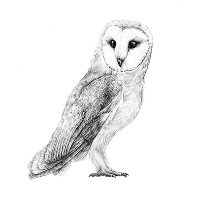 Pencil Study - Barn Owl barn owl darkaesthetic darkart digitalart illustration illustrator nature owl pencil procreate