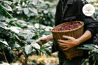 The Improving Coffee Quality coffee coffee arabica coffee robusta coffee vietnam helena helenacoffee
