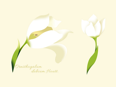 Ornithogalum dubium Houtt. flower graphic design illustration