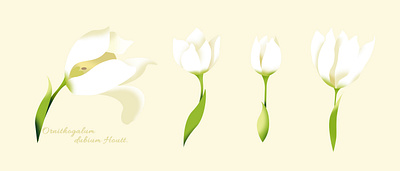 Ornithogalum dubium Houtt. flower graphic design illustration