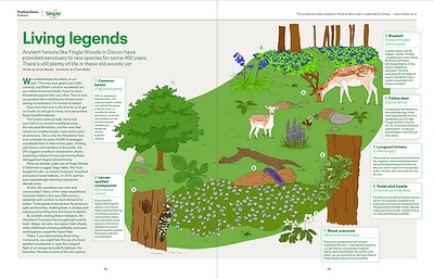 Fingle Woods X Claire Rollet editorial graphic informative magazine nature wildlife