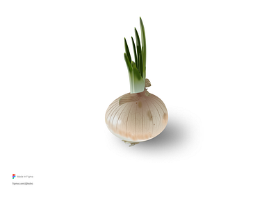 Onion Illustration design graphic design illustration vector