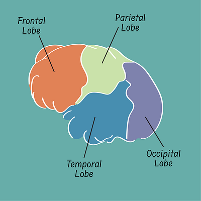 Brain Lobes adobe design illustration illustrator infographic science