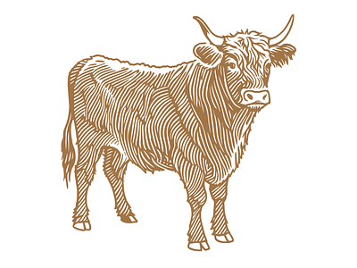 Cattle Breeds angus brahman bull calf cattle cattle breeds cow highland holstein jersey simmental