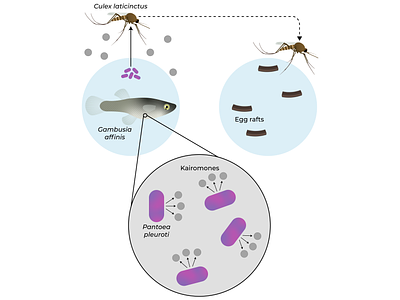 Fish microbiota repel ovipositing mosquitoes