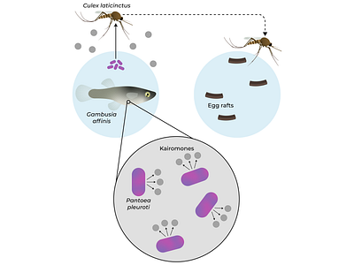 Fish microbiota repel ovipositing mosquitoes