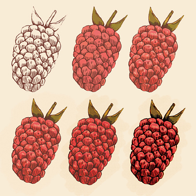 Vintage Style Study - Rasberry botanical digital illustration food fruit illustration nature procreate rasberry vintage