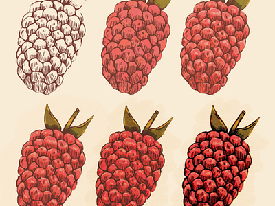 Vintage Style Study - Rasberry botanical digital illustration food fruit illustration nature procreate rasberry vintage